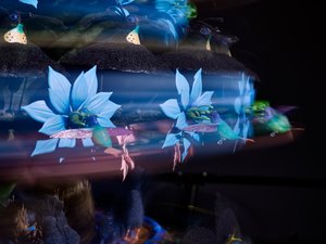  by Mat Collishaw