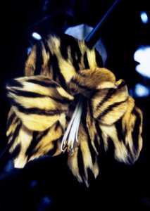  by Mat Collishaw