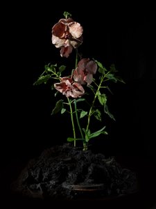  by Mat Collishaw