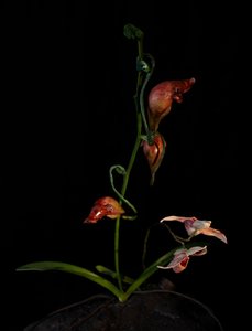  by Mat Collishaw
