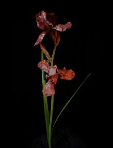  by Mat Collishaw
