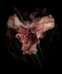  by Mat Collishaw