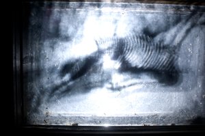  by Mat Collishaw