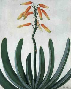 Aloe Striata (parşömen üzerine kurşun kalem üzerine sulu boya ve guaj boya)