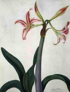 Amaryllis Vitata (parşömen üzerine kurşun kalem üzerine suluboya ve guaj boya)