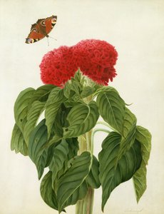 Celosia Argentea Cristata ve Butterfly (parşömen üzerine kurşun kalem üzerine wc ve guaj boya)