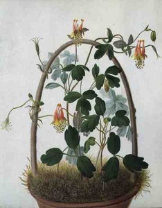 Tropaeolum Tuberosum (parşömen üzerine kurşun kalem üzerine sulu boya ve guaj boya)