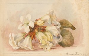  by Matilda Rose Herschel