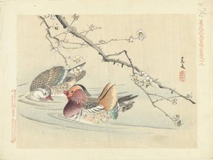iki ördek Keibun- birinci bölümden Çiçek ve Kuş Eskizleri (seri başlığı) Keibun kacho gafu zen kalemi (nesne üzerinde seri başlığı) by Matsumura Keibun