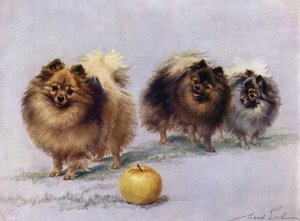 Three of Mrs Hall Walkers Champion Pomeranians  by Maud Earl