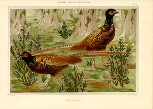 Ormanda Doğal Sülün Çifti (taş baskı) by Maurice Pillard Verneuil