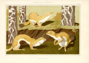 Huş Ormanında Stoat Çalışması (taş baskı) by Maurice Pillard Verneuil