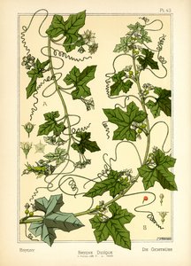 Bryony (renkli taş) by Maurice Pillard Verneuil
