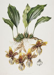 Stanhope Kaplan Orkidesi, 1838