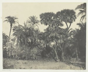 Hurma Ağacı ve Palmiye Ağaçları Doums, Yukarı Mısır, 184951, 1852 basılmıştır. by Maxime Du Camp