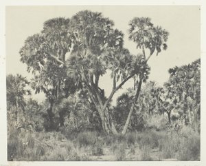 Doum palms, Yukarı Mısır by Maxime Du Camp