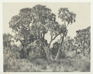 Palmiye ağaçları Doums, Yukarı Mısır, 184951, 1852 basılmış. by Maxime Du Camp