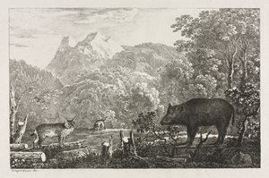 Yaban Domuzu, Yaban Kedisi ve Vaşak, 1807. by Maximilian Josef Wagenbauer