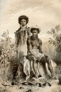 Maoriler ve halı yılanı, Yeni Zelanda, 1879