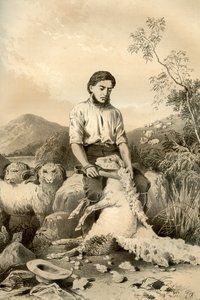 Koyun kırkımı, 1879