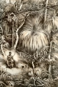 Tazmanya orman sahnesi, 1879