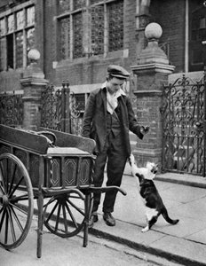 Kedi eti adam, Londra, 1926-1927