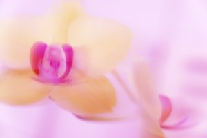 pembe orkide