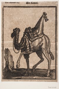 Eyerli bir tek hörgüçlü dromedary, profil sola doğru, hayvanın başı wiever