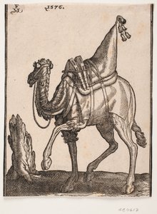 Eyerli bir tek hörgüçlü dromedary, profil sola doğru, hayvanın başı wiever