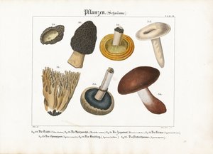 Yenilebilir ve Zehirli Mantarlar