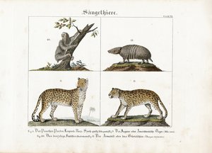 Egzotik Memeliler: Büyük Kediler, Tembel Hayvan ve Armadillo