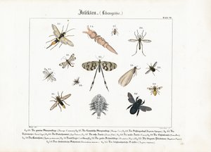 Hymenoptera ve Diptera Odaklı Çeşitli Böcekler