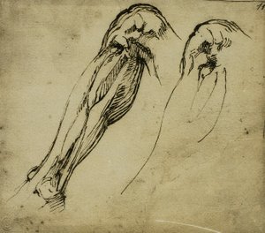 Bir Bacağın Anatomik Çalışmaları, Michelangelo