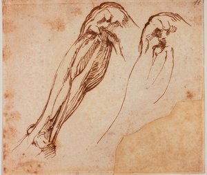 İki bacak çalışması by Michelangelo Buonarroti