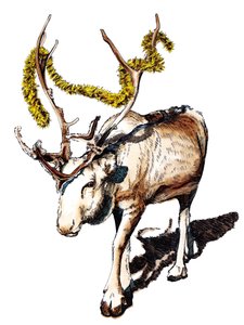 Beyaz Üzerinde Noel Ren Geyiği, 2020