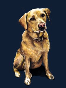 Labrador Daisy Midnight Blue'da, 2020