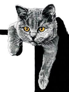 Flora The Kitten Beyaz Üzerine, 2019