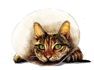 Geçmiş Olsun Beyaz Kedi, 2020