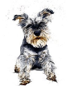 Ollie The Schnauzer Beyaz Üzerine, 2019 by Mike Davis
