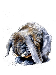 Beyaz Tavşan Paws, 2020