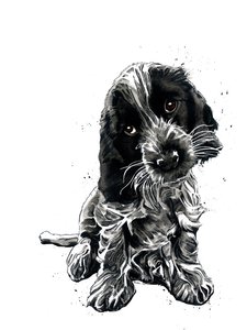 Beyaz üzerine Rosie Cocker Spaniel, 2019 by Mike Davis