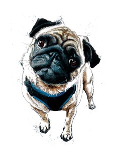 Beyaz Üzerine Pug Teddy, 2019 by Mike Davis