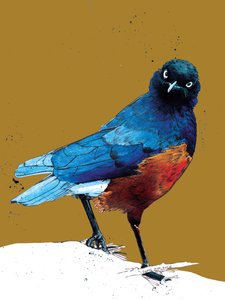 Altın Sarıda Muhteşem Starling, 2020 by Mike Davis