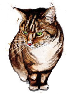 Beyaz Tekir Kedi, 2020