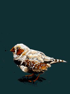 Derin Camgöbeği Üzerinde Zebrafinch, 2020 by Mike Davis