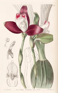 Lycaste macrophylla (sin. Lycaste plana olarak) by Miss Drake