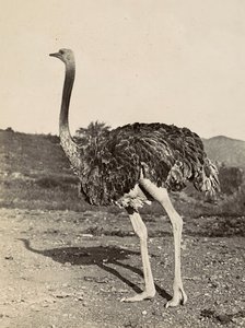 Faşist çağda 