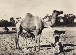 Faşist çağda 