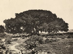 Faşist çağda 