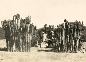 Faşist çağda 
